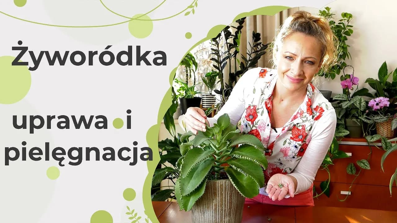 Jak kwitnie żyworódka i jak uniknąć problemów z jej kwitnieniem