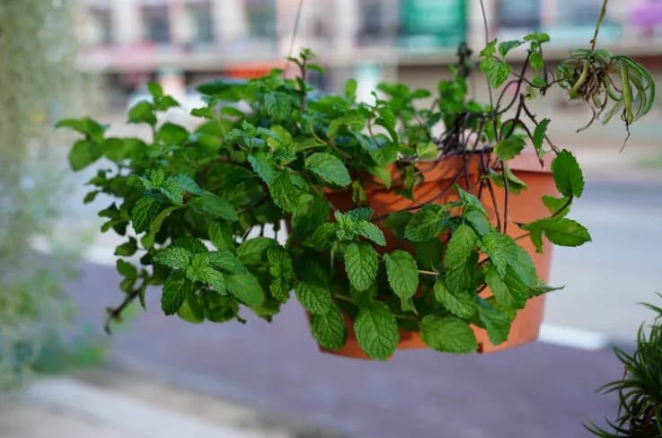 Jak przycinać miętę w doniczce, aby uniknąć jej osłabienia?