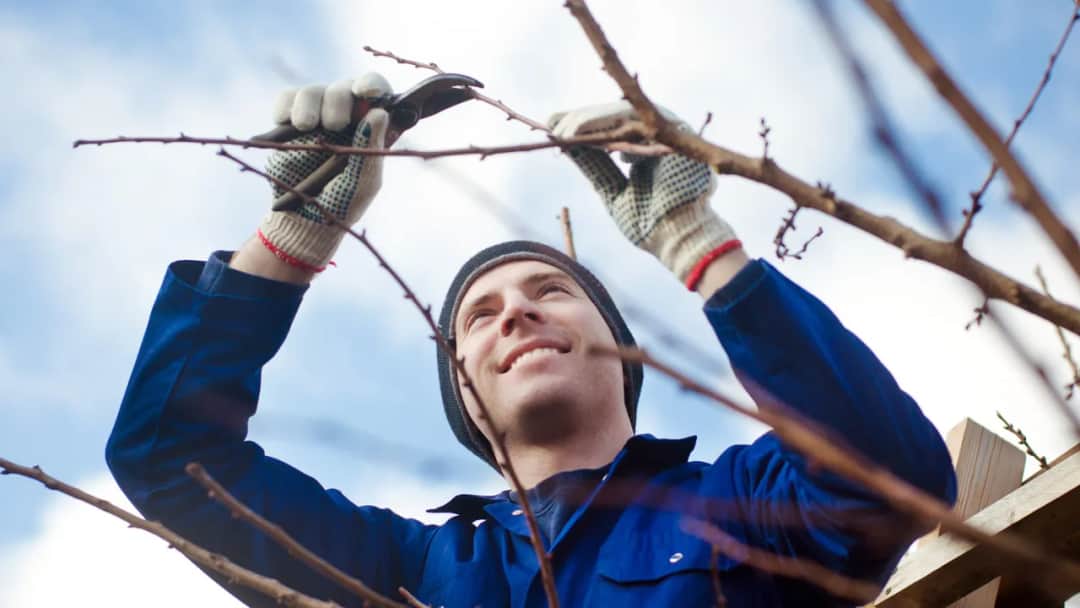Kiedy i jak przycinać morele, aby uniknąć słabych plonów