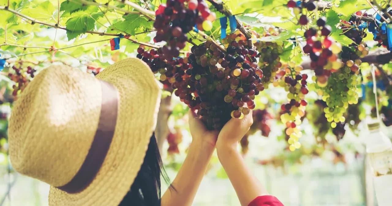 Jak przycinać winogron latem, aby uzyskać słodsze owoce i lepsze plony