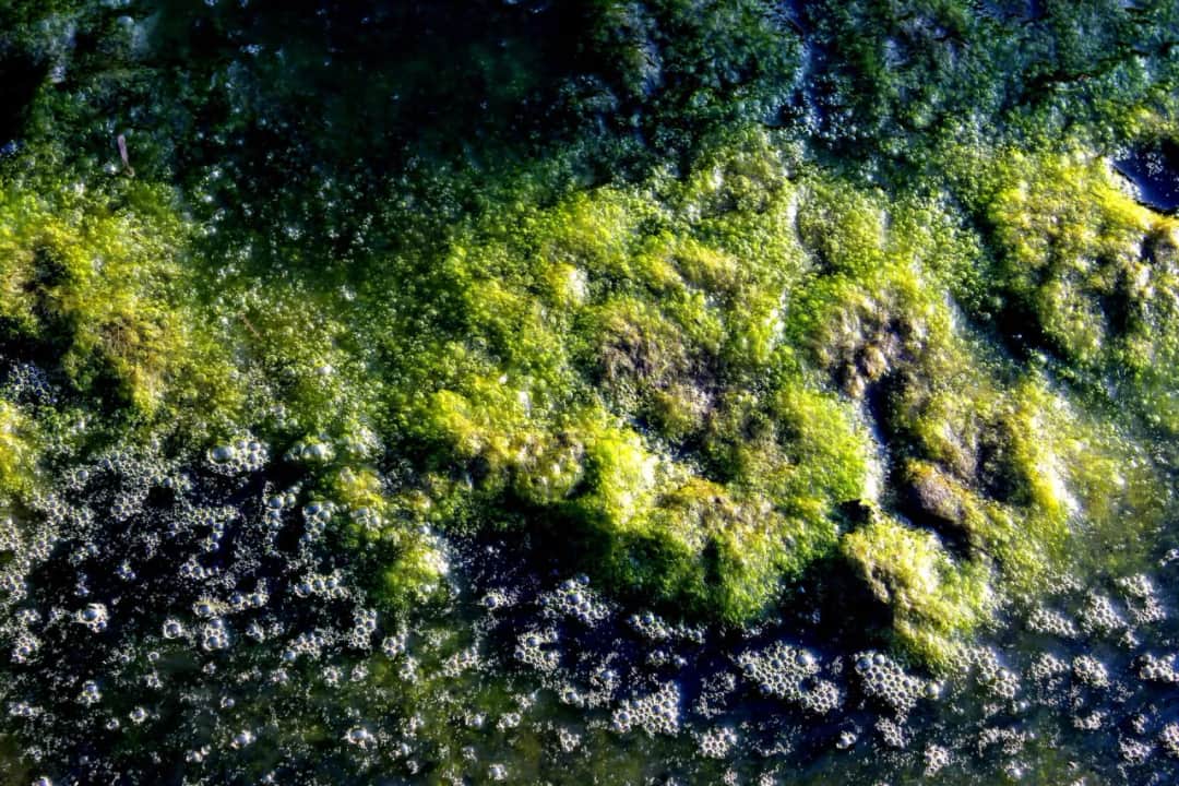 Jak długo kwitnie woda w jeziorze? Poznaj zaskakujące fakty!