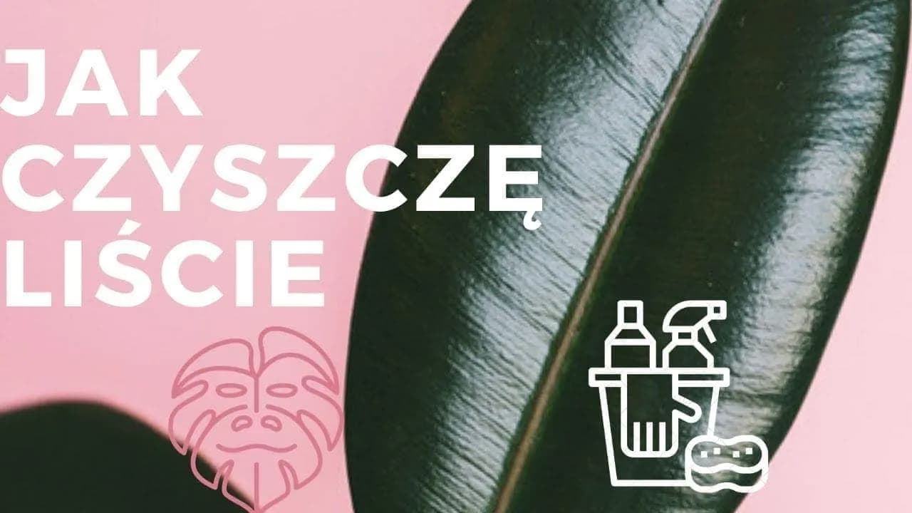 Czym myć liście kwiatów, aby uniknąć ich uszkodzenia i brudu?