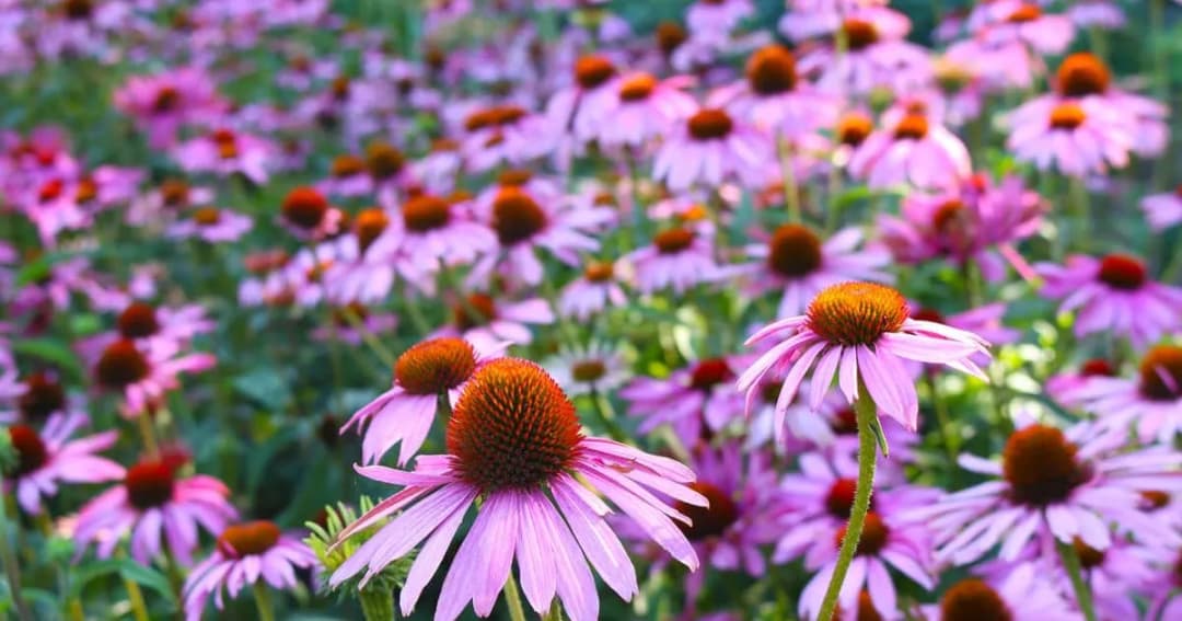Jak przycinać jeżówki na zimę, aby zapewnić ich zdrowie i urodę